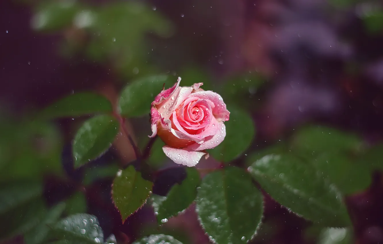 Photo wallpaper drops, roses, buds