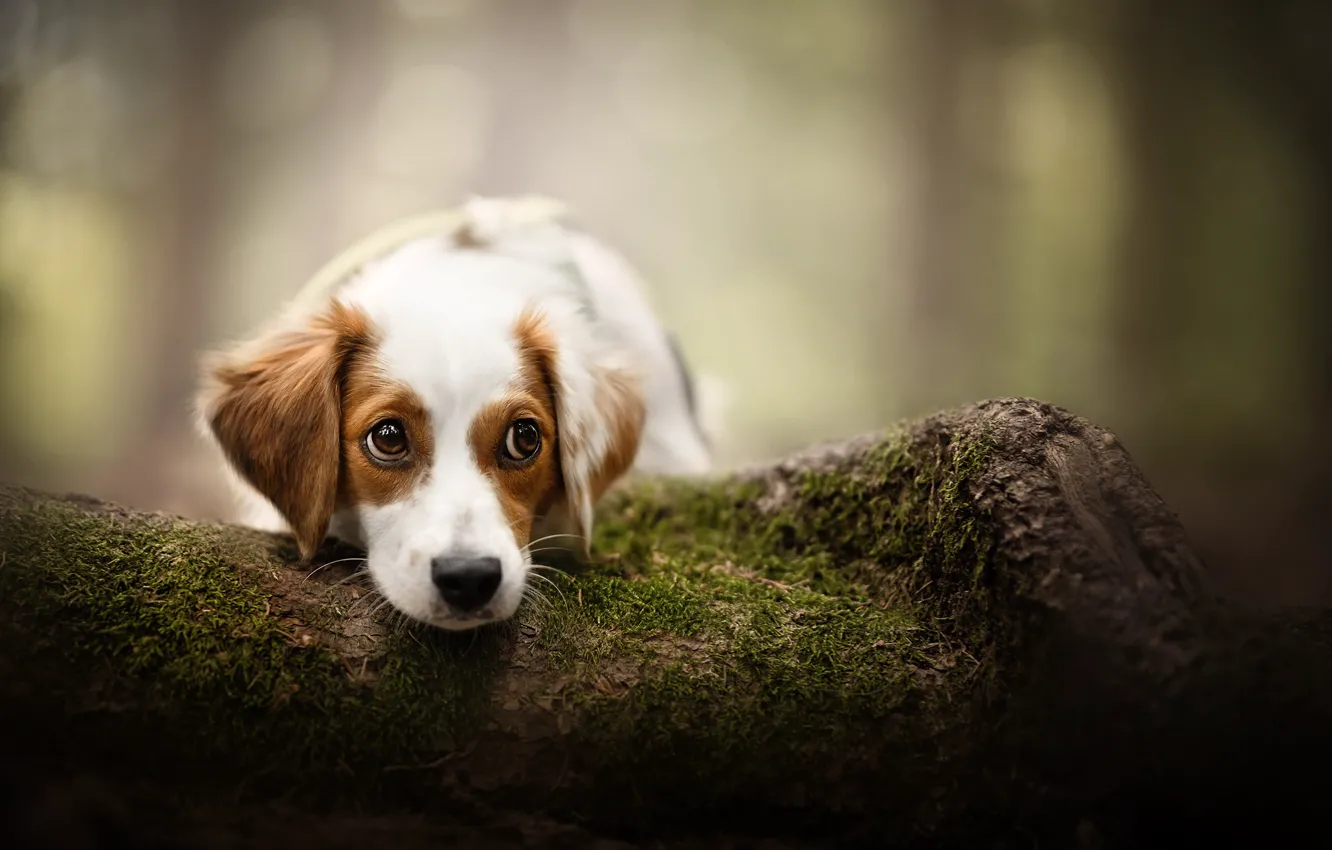 Photo wallpaper look, dog, face, bokeh, doggie