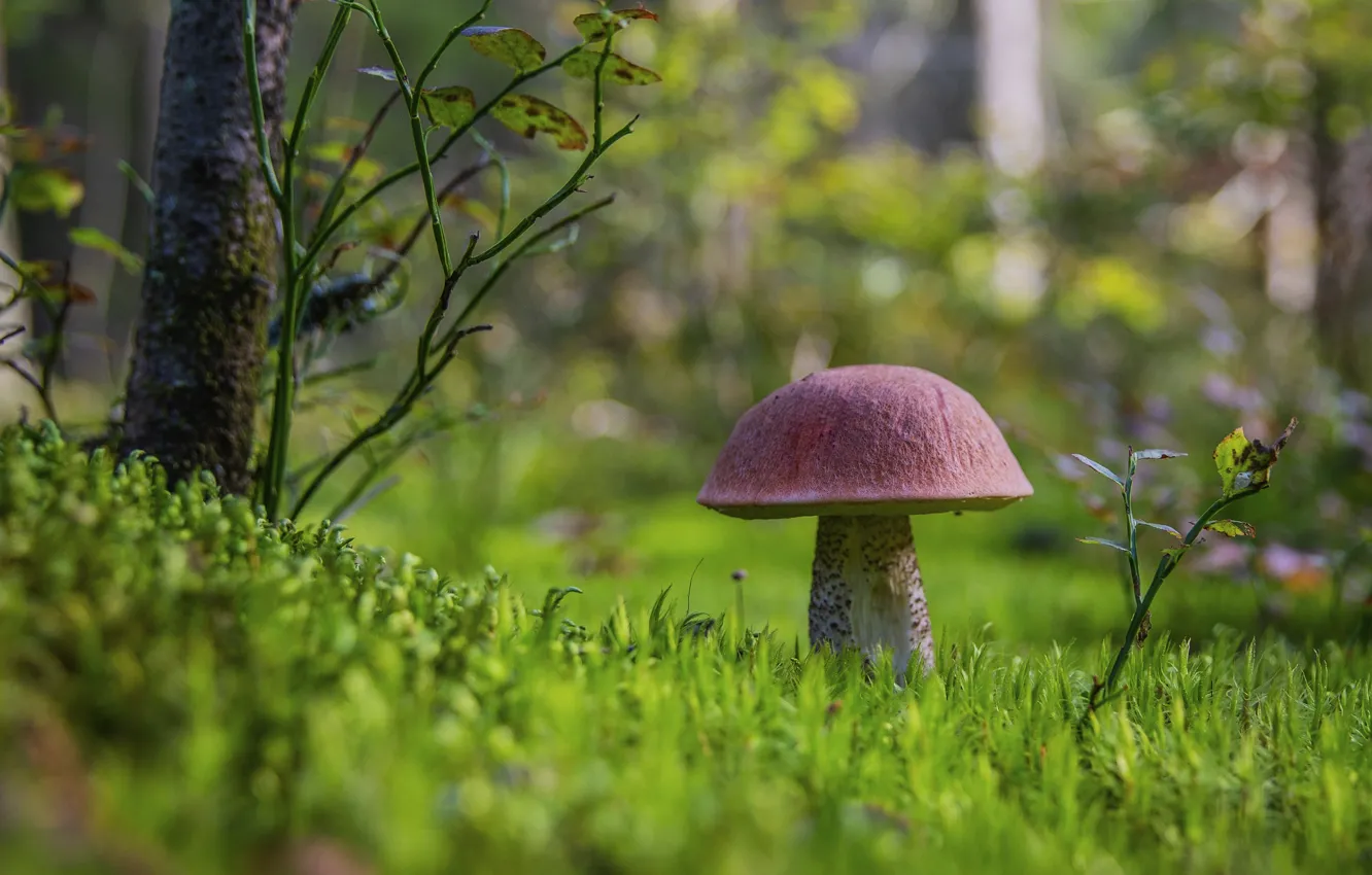Photo wallpaper greens, forest, grass, branches, glade, mushrooms, boletus