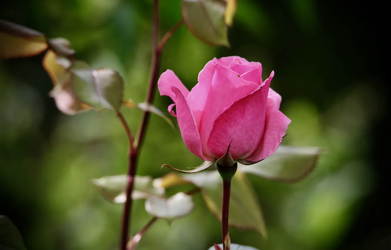 Photo wallpaper flower, leaves, pink, rose, stem, Bud, bokeh