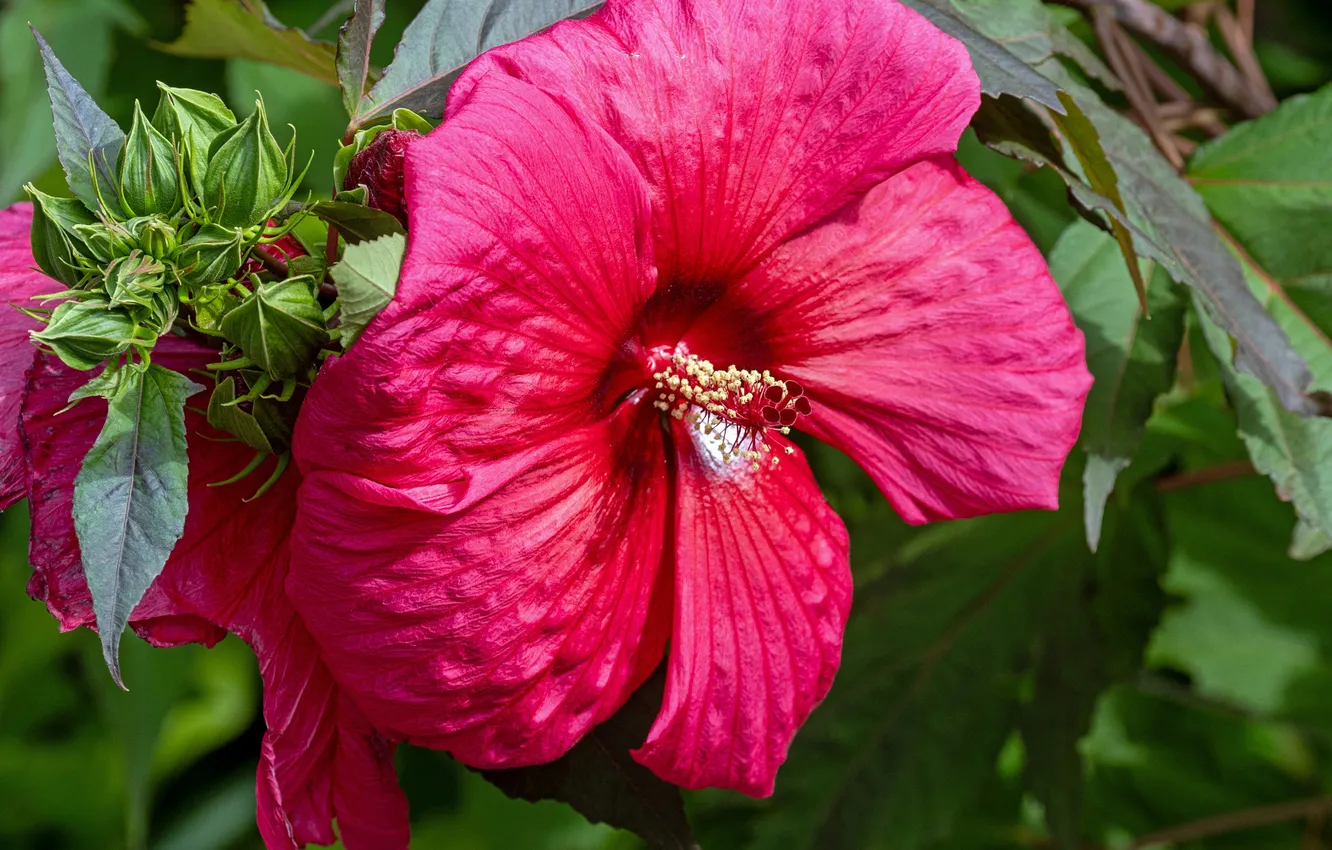 Photo wallpaper flowers, hibiscus, pink hibiscus