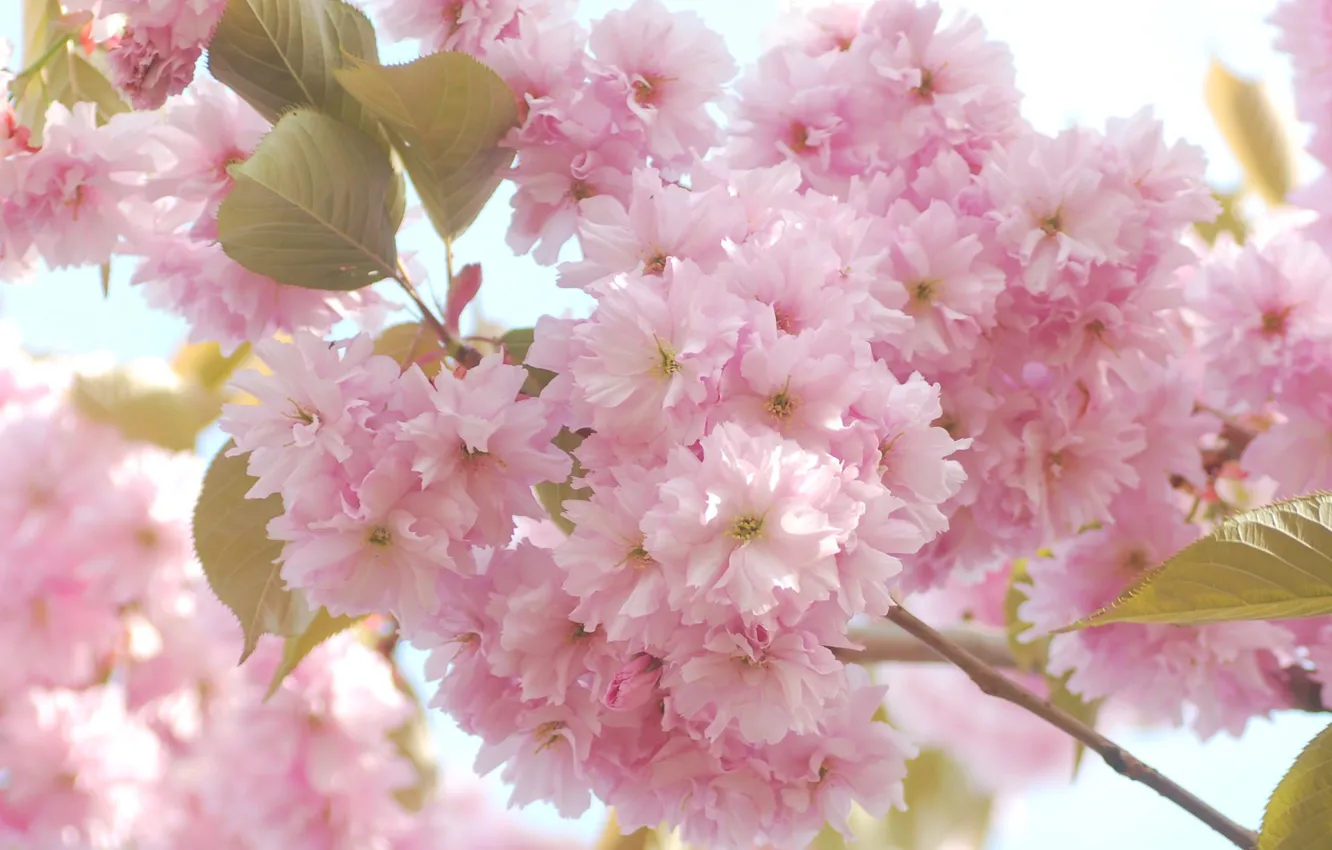 Photo wallpaper flowers, branch, Sakura, pink