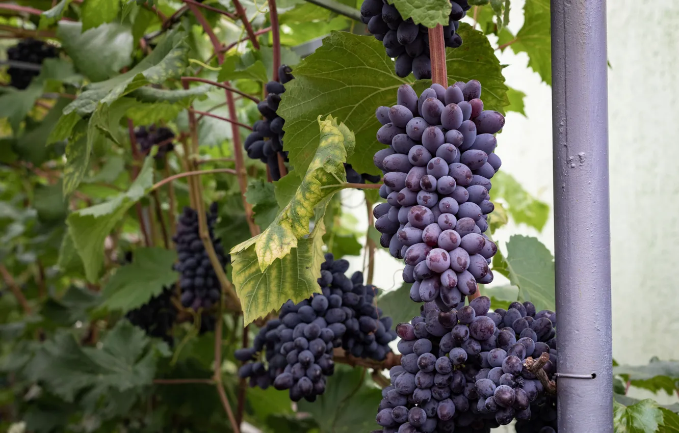 Photo wallpaper grapes, vine. grapes, blue grape