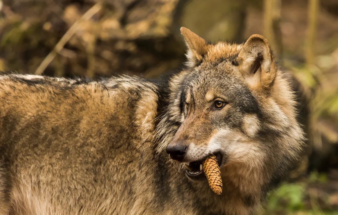 Photo wallpaper wolf, predator, bump, vegetarian