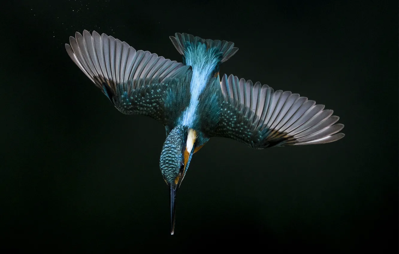 Photo wallpaper flight, wings, Kingfisher, peak