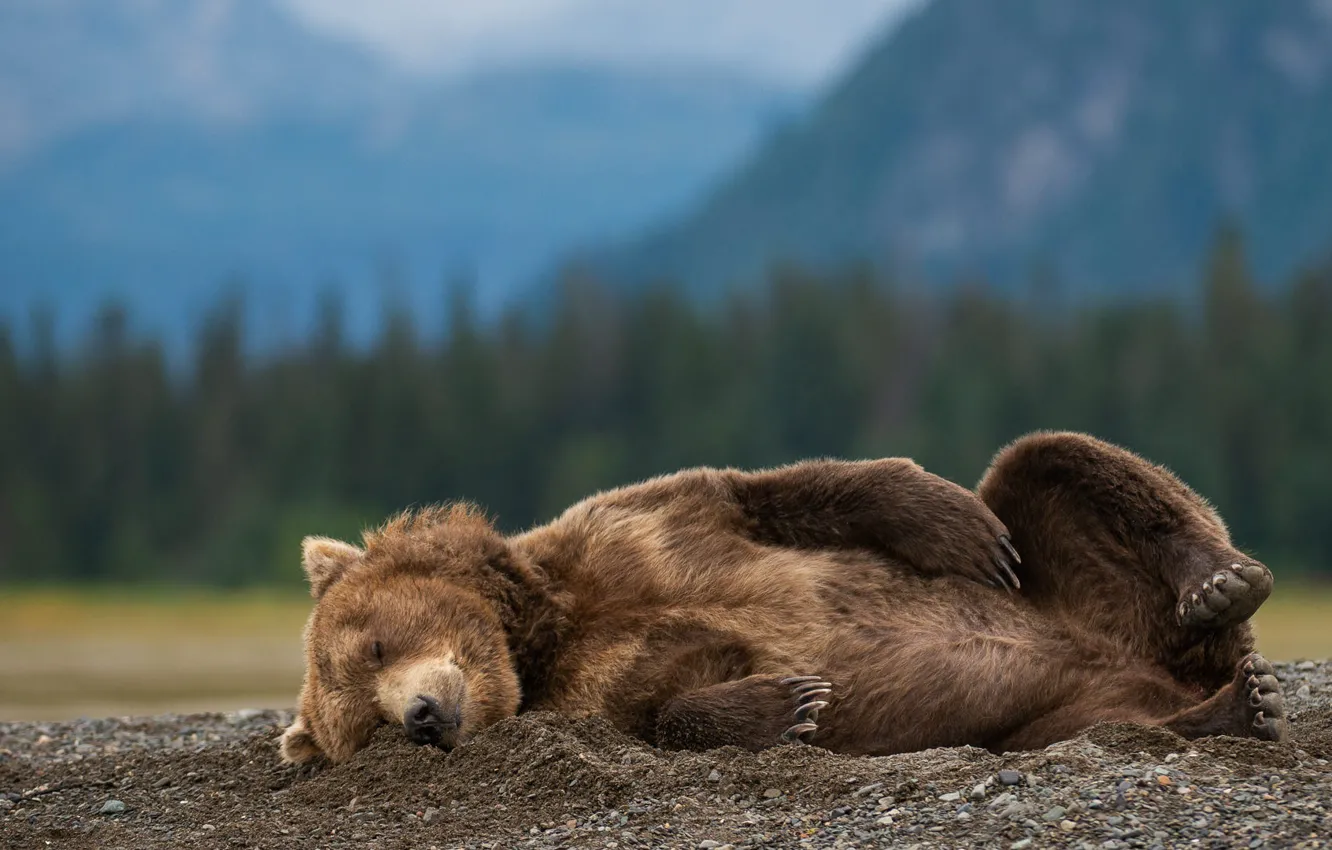 Photo wallpaper nature, pose, animal, sleep, predator, bear, Alaska
