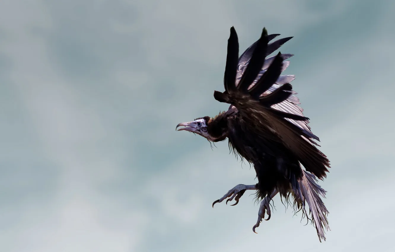 Photo wallpaper sky, flying, bird, dirty, ugly, Gastly