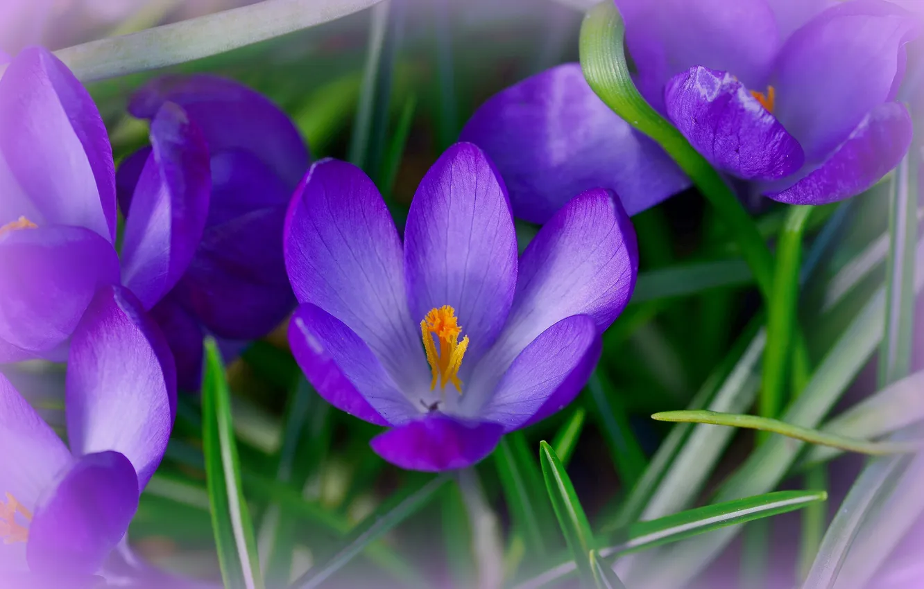 Photo wallpaper grass, macro, nature, petals, crocuses