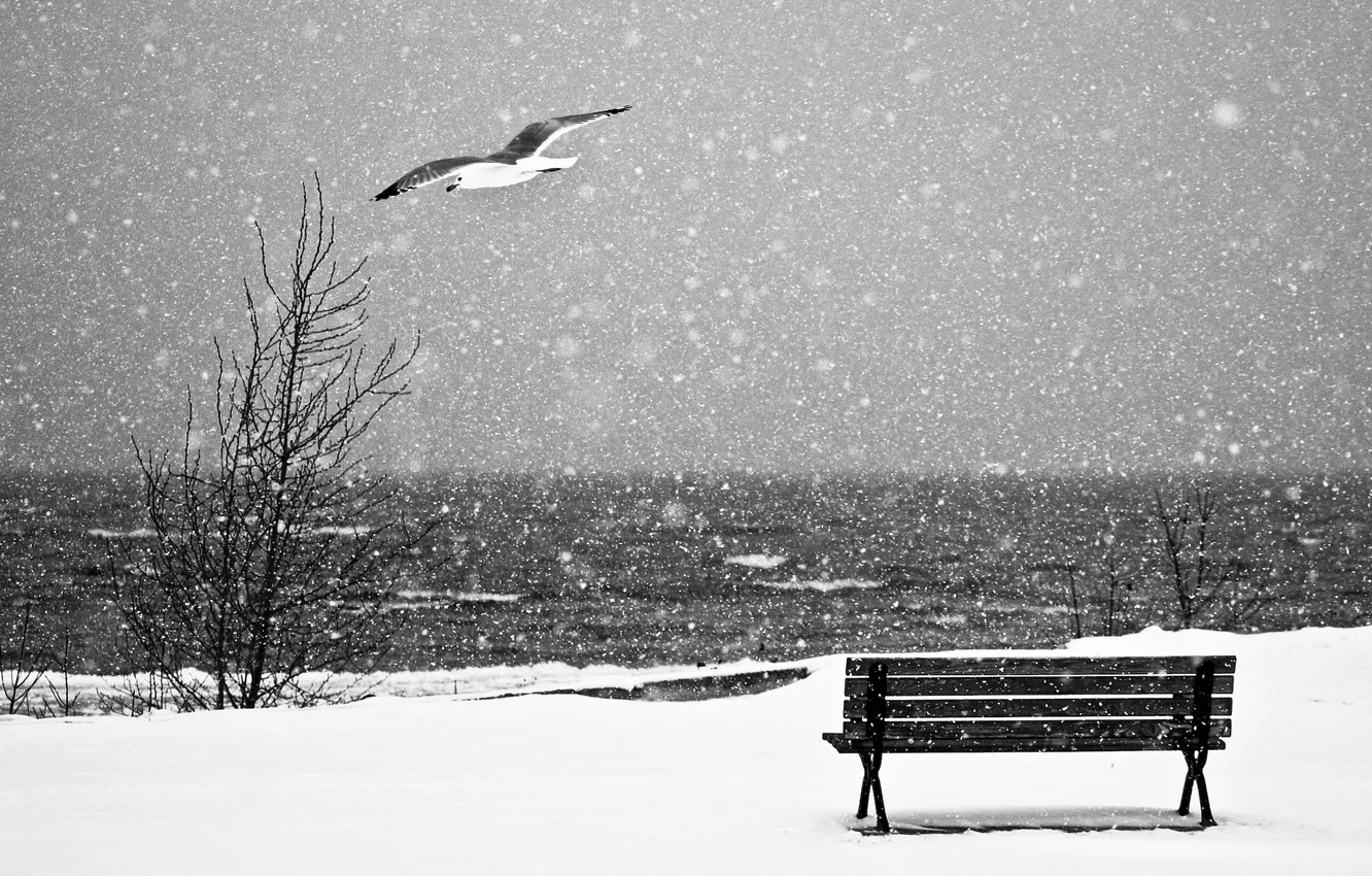 Photo wallpaper sea, snow, seagulls, shop