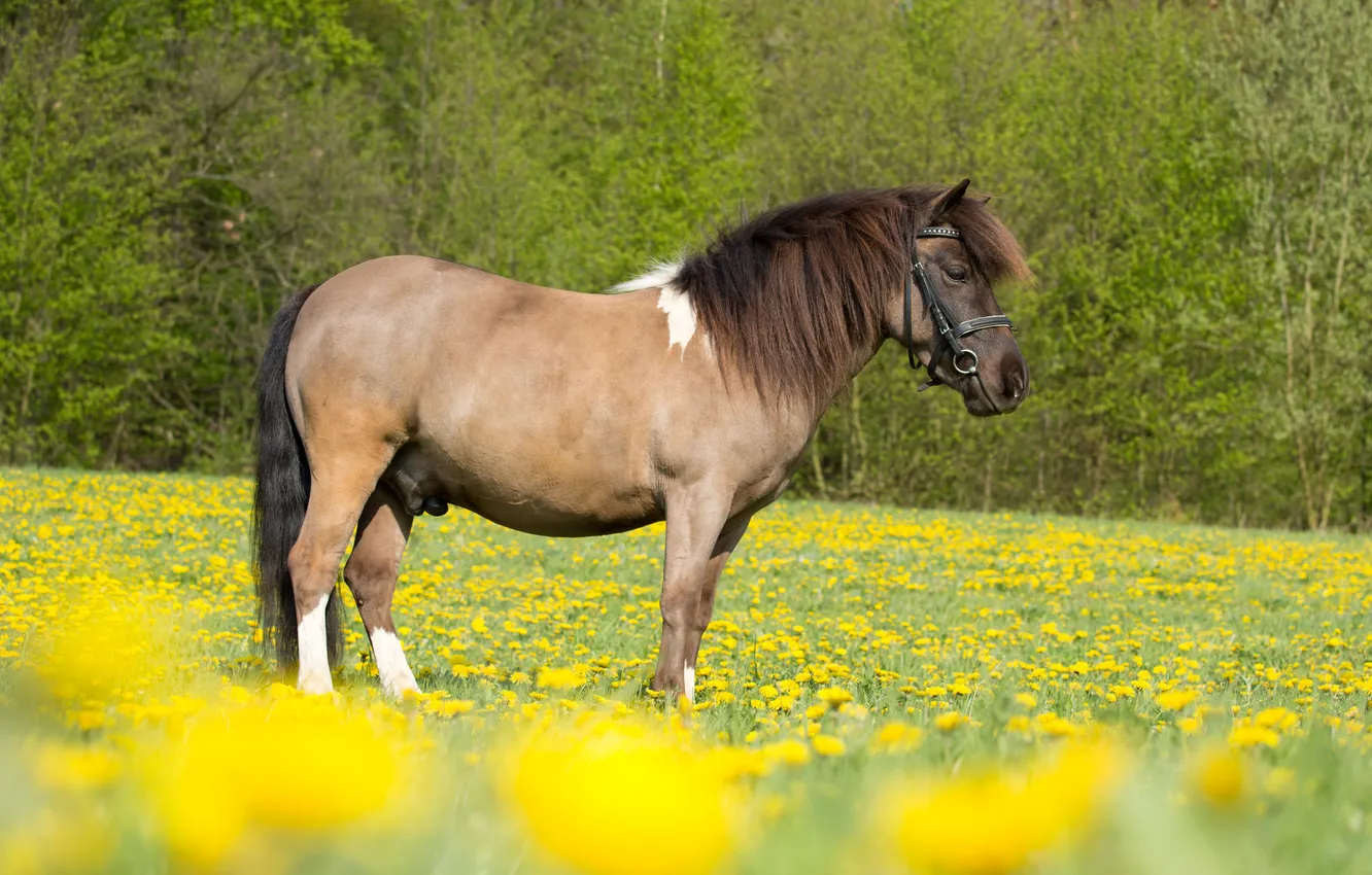 Photo wallpaper field, nature, animal, horse, yellow flowers