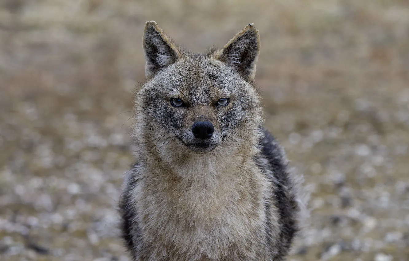 Photo wallpaper look, mammal, Coyote