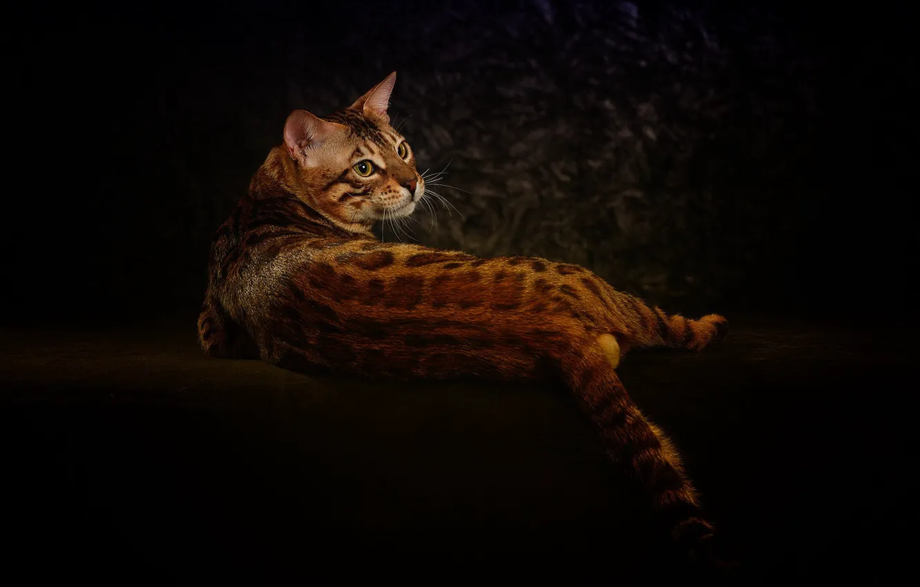 Photo wallpaper cat, cat, the dark background, lies, Bengal