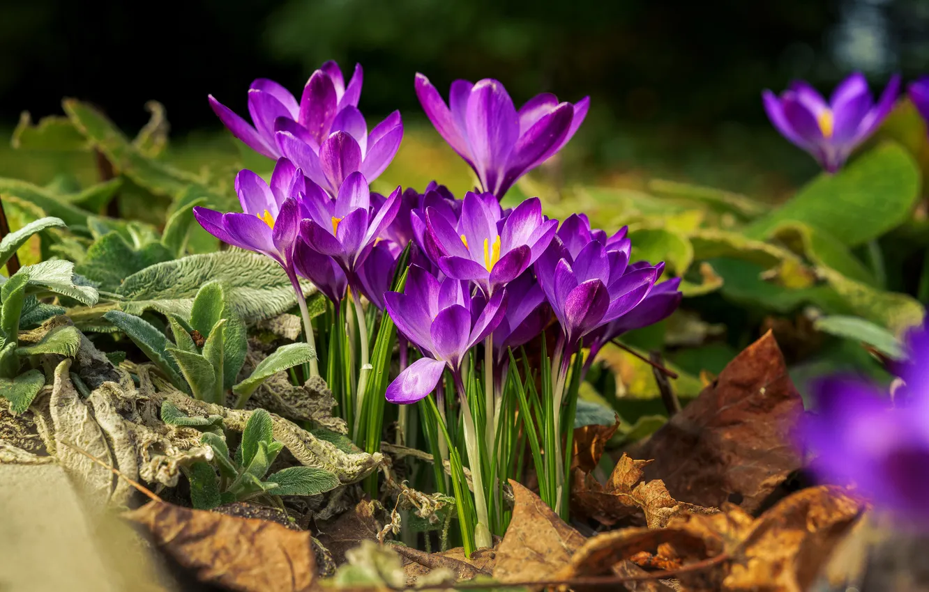 Photo wallpaper leaves, flowers, nature, spring, crocuses