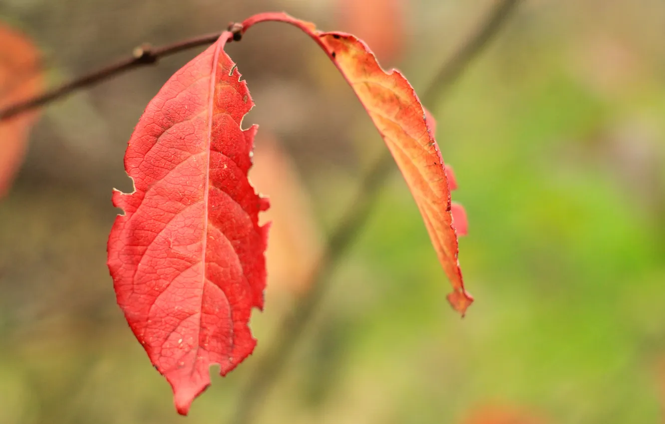 Photo wallpaper red, autumn, leaf, fall, twig