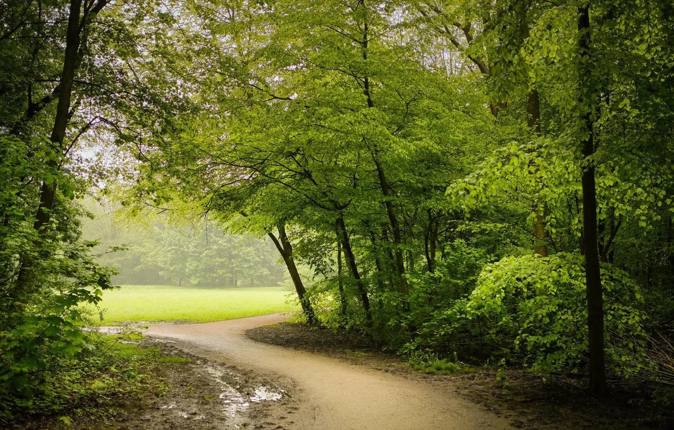 Photo wallpaper greens, forest, Park, track, path