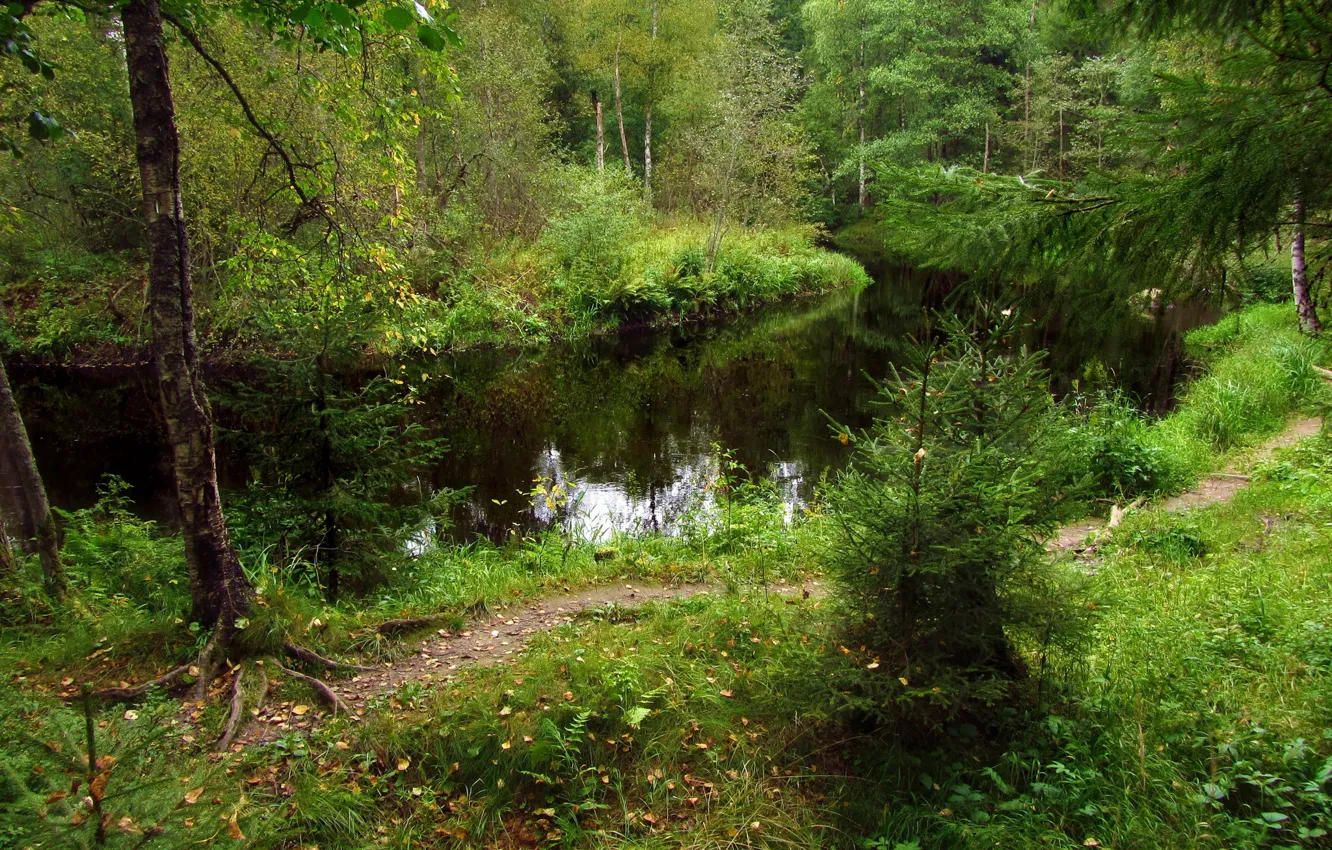 Photo wallpaper forest, trees, thickets, tree, river