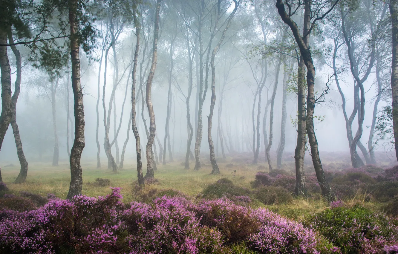 Photo wallpaper forest, landscape, nature, fog