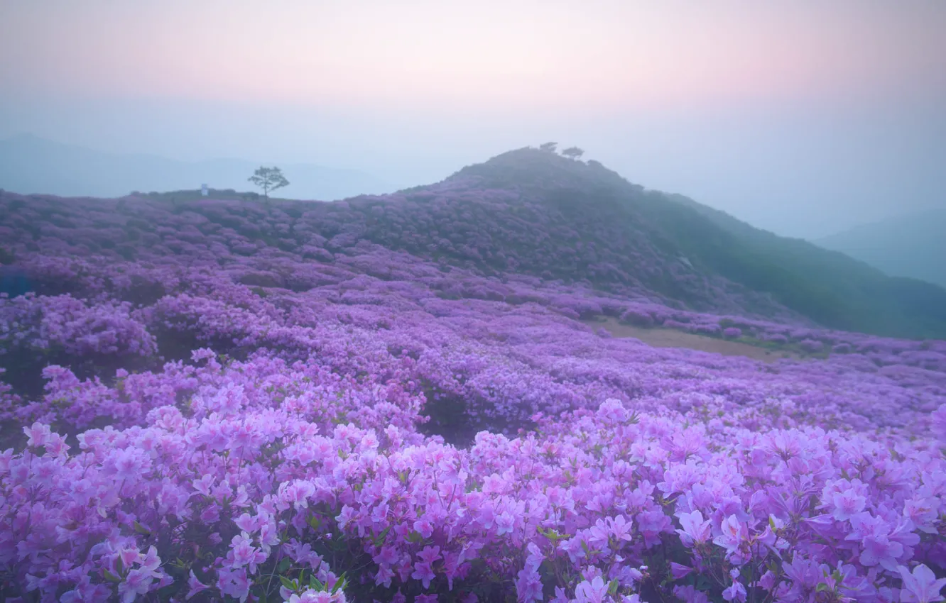 Photo wallpaper summer, the sky, leaves, flowers, mountains, fog, thickets, hills