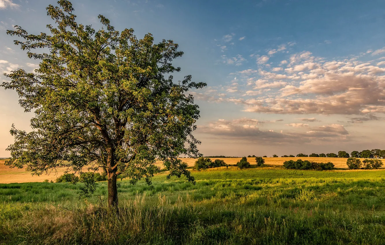 Photo wallpaper field, clouds, trees, photo