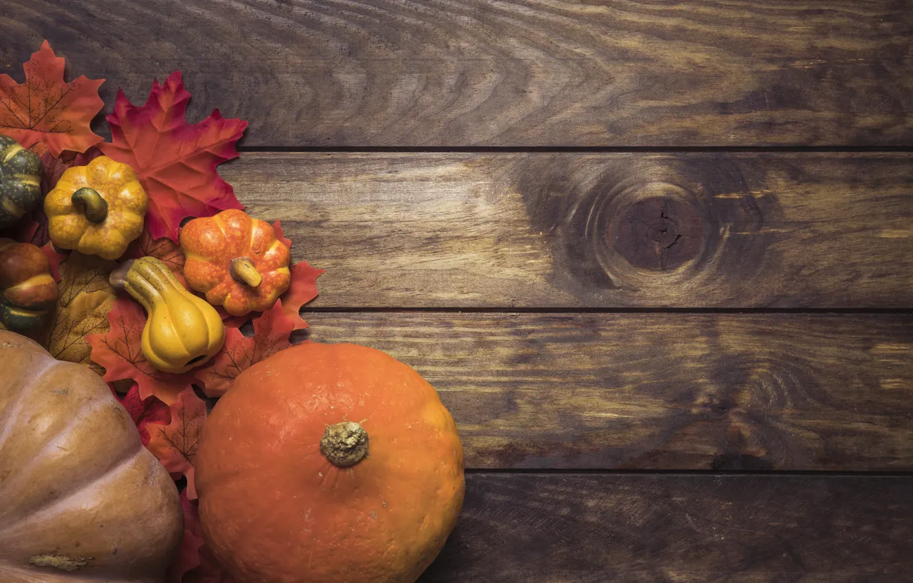 Photo wallpaper autumn, leaves, background, tree, Board, colorful, pumpkin, maple