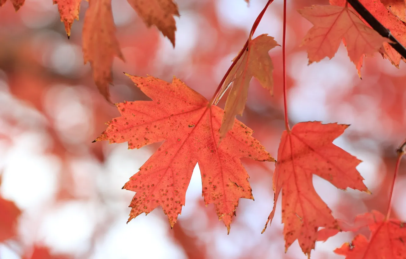 Photo wallpaper autumn, leaves, macro