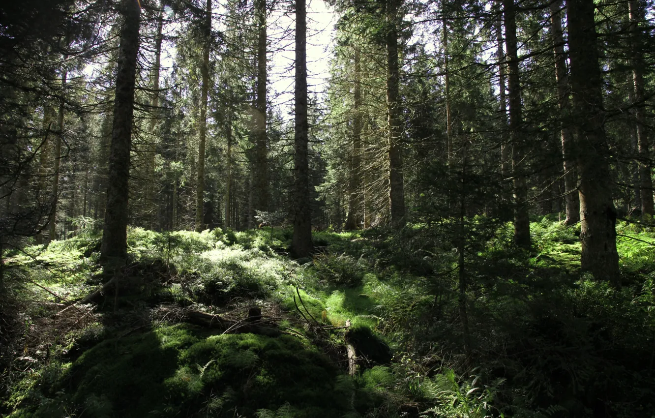 Photo wallpaper forest, trees, nature