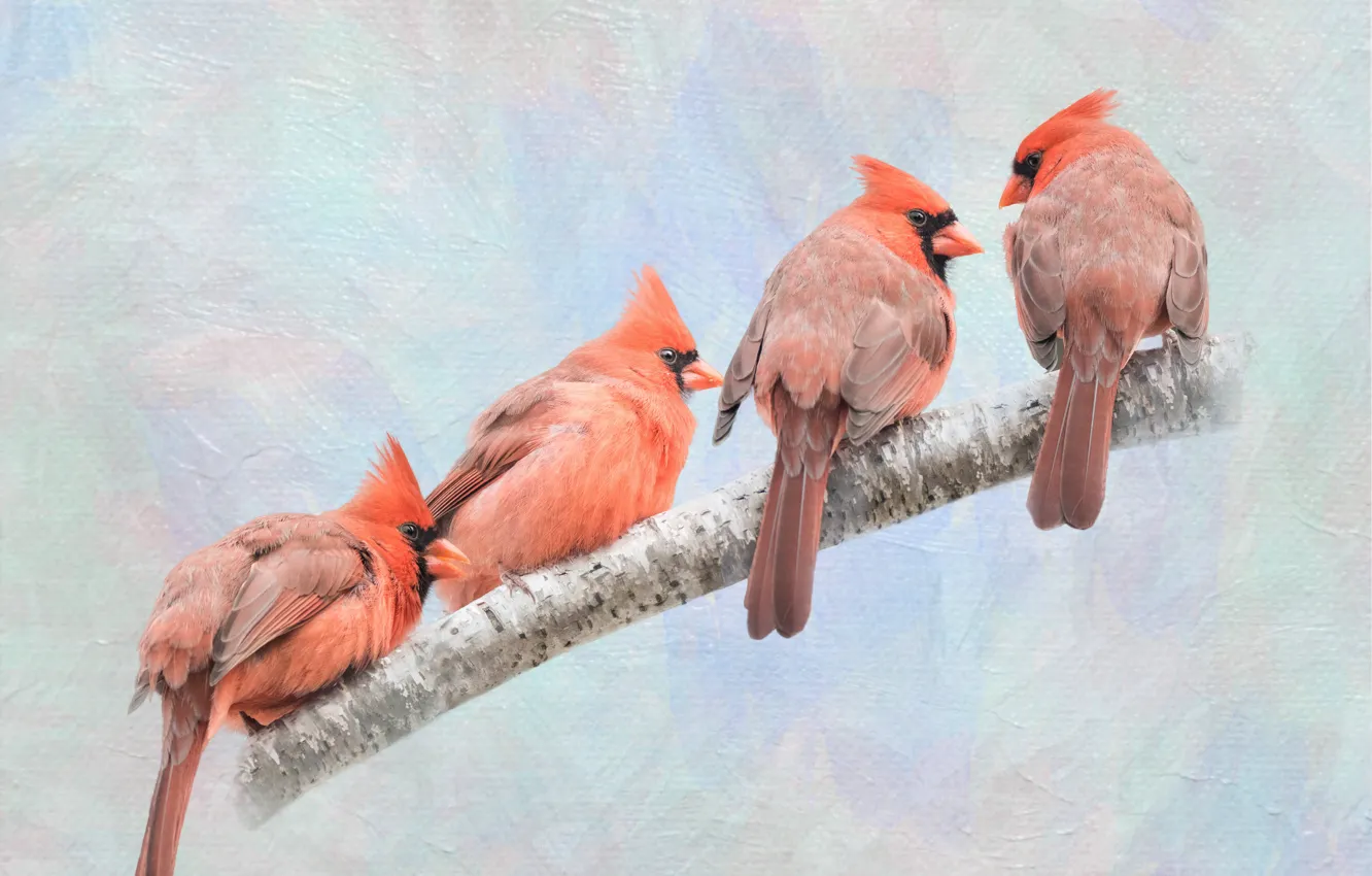 Photo wallpaper branches, nature, bird, treatment, cardinal, red cardinal