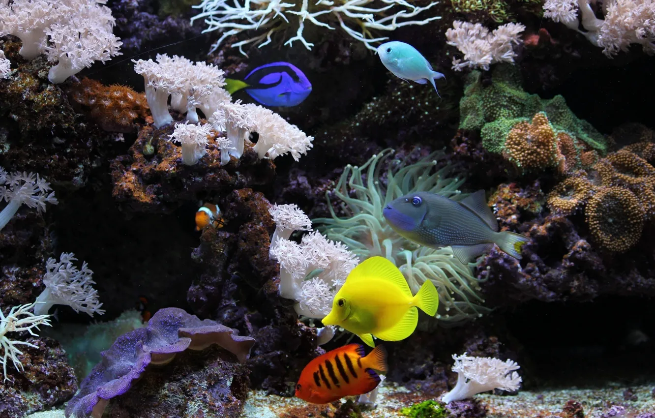 Photo wallpaper fish, corals, shellfish