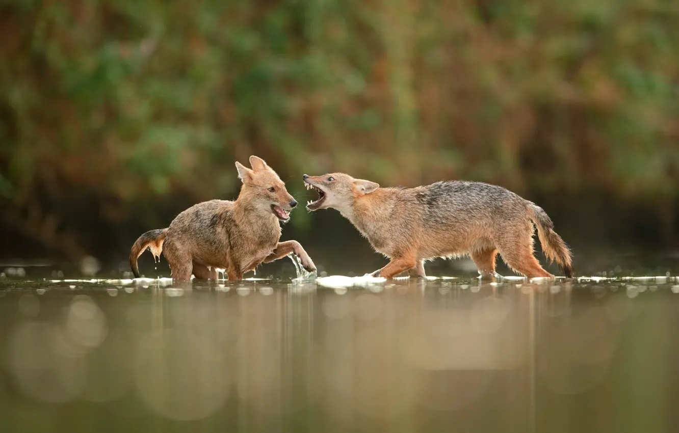 Photo wallpaper fight, in the water, jackals