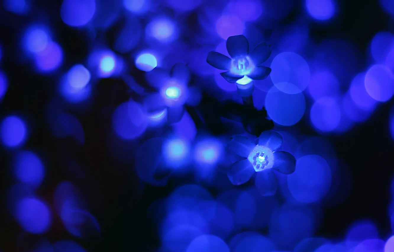Photo wallpaper flowers, glow, Blue, lights