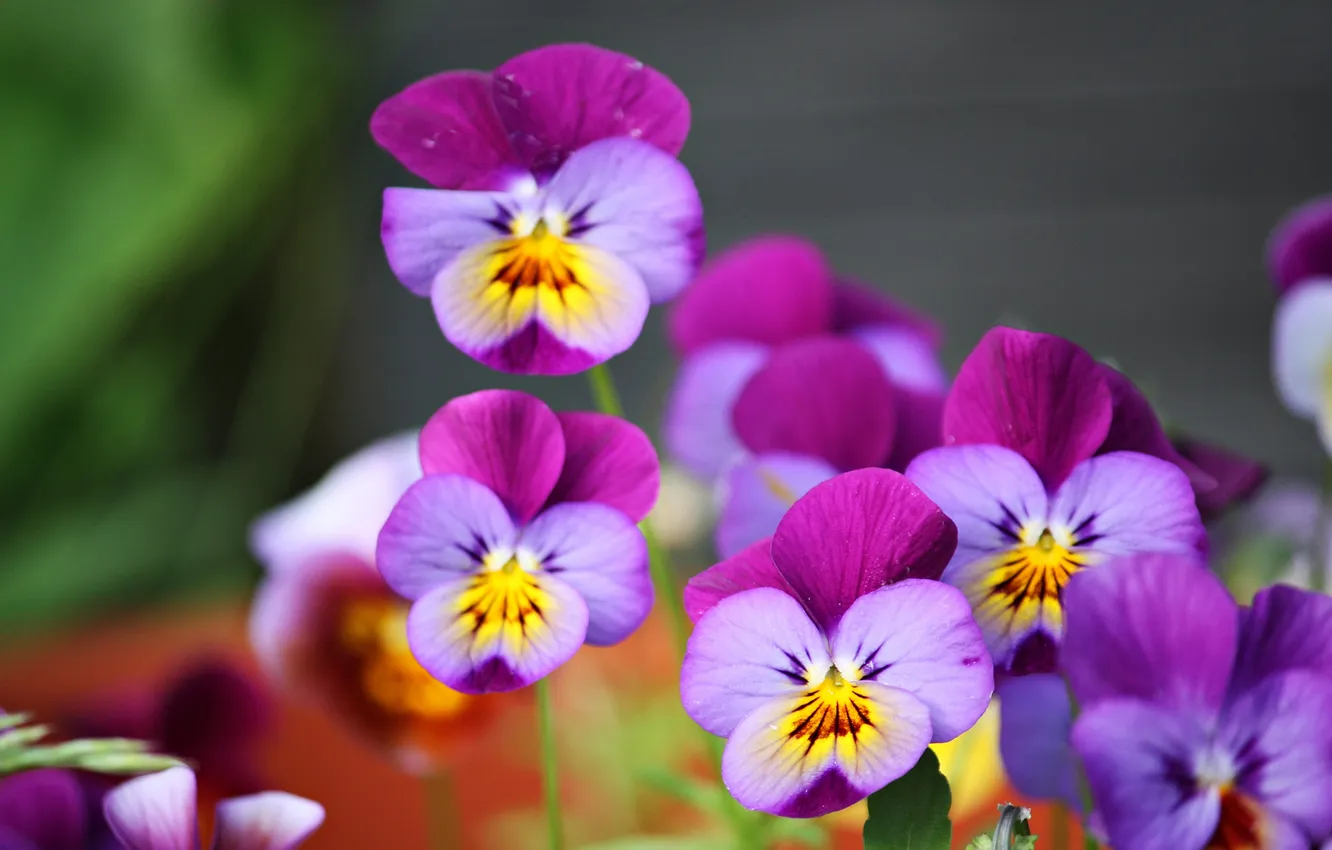 Photo wallpaper flowers, spring, garden, grey background, Pansy, flowerbed, blur, lilac