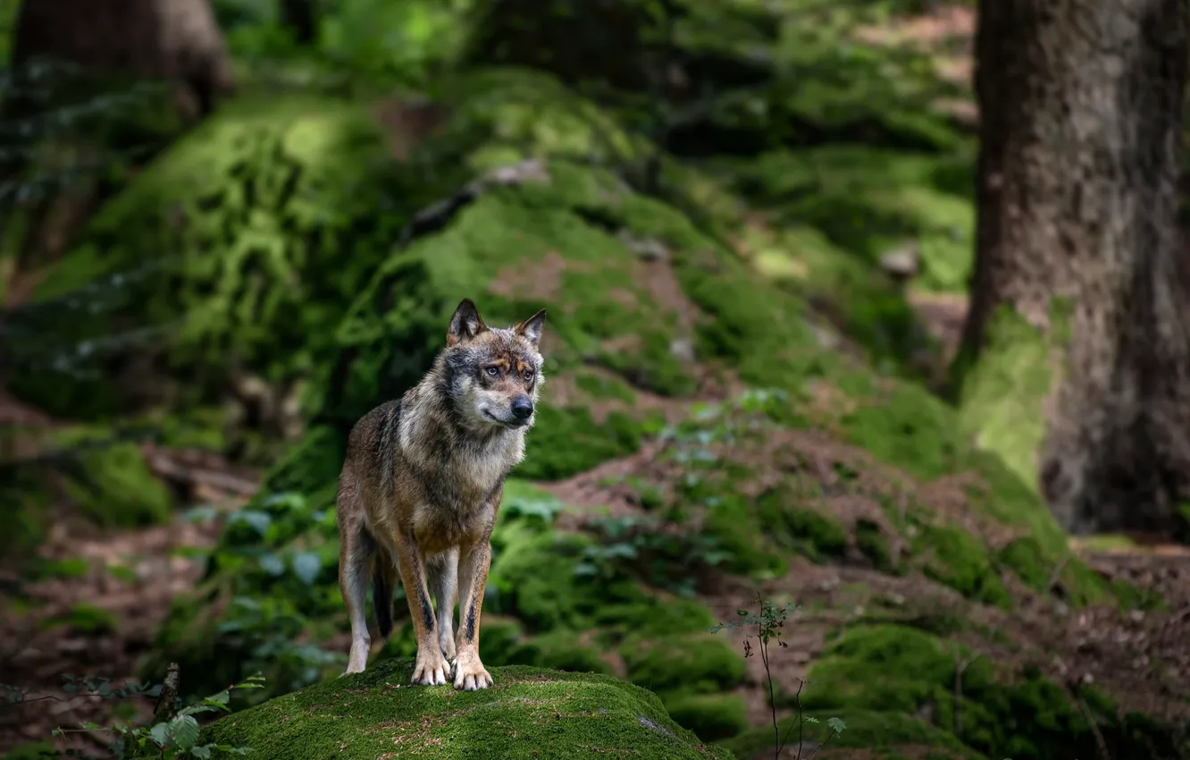 Photo wallpaper forest, nature, stone, wolf, moss