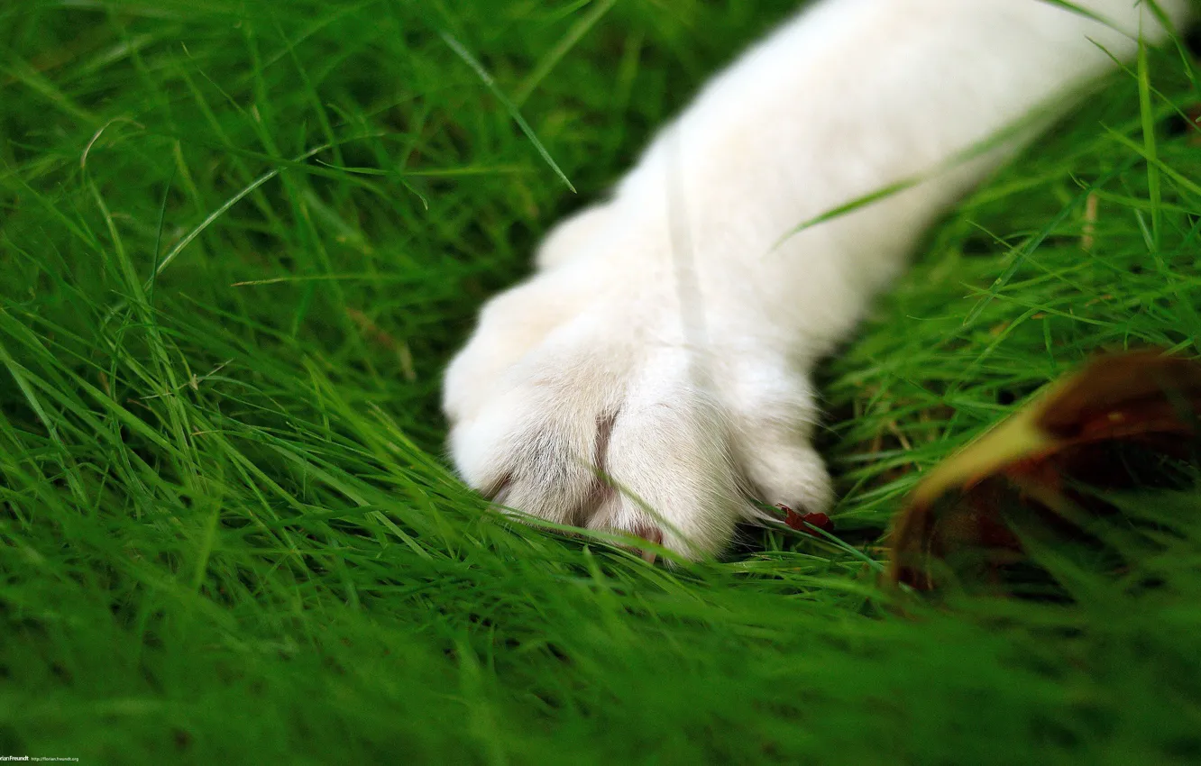 Photo wallpaper greens, cat, microsemi, paws