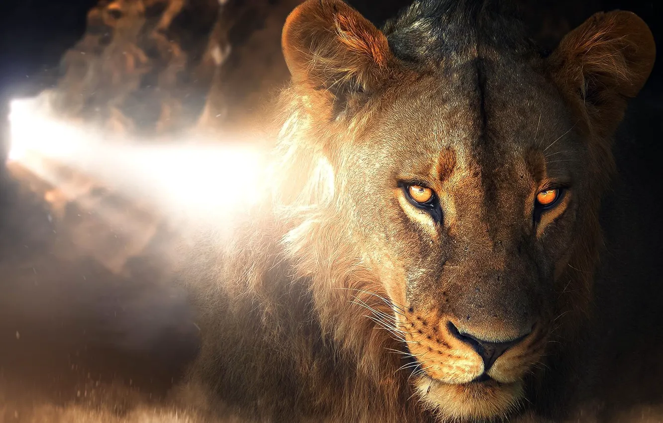 Photo wallpaper light, lioness, Zenja Gammer