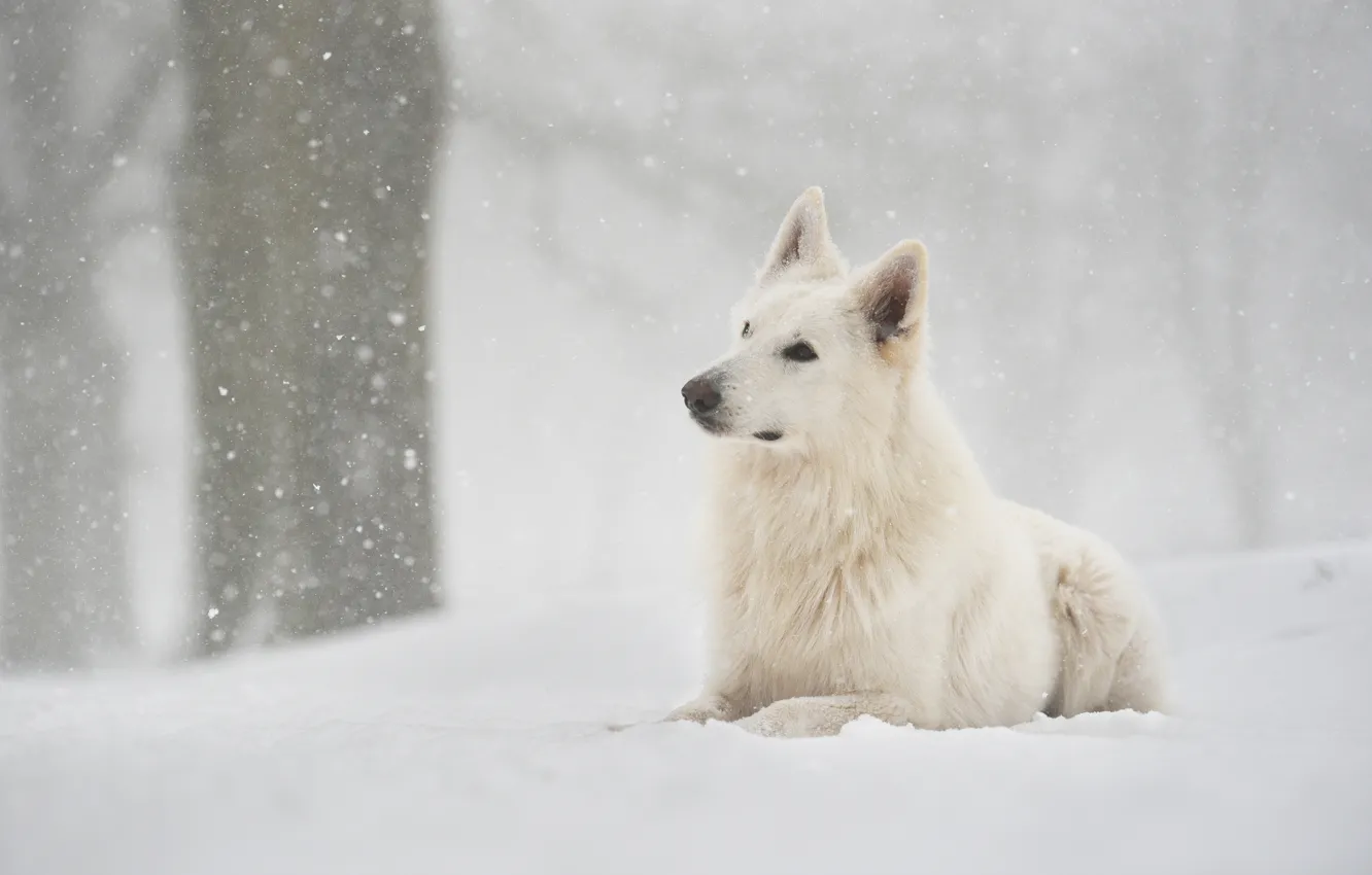 Photo wallpaper winter, forest, snow, dog, snowfall, Swiss shepherd dog