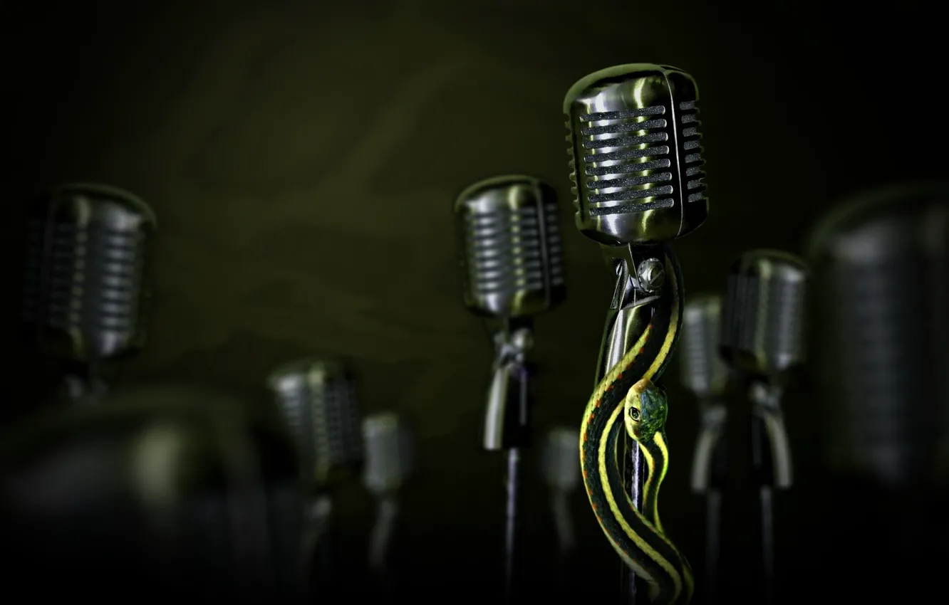 Photo wallpaper snake, microphone