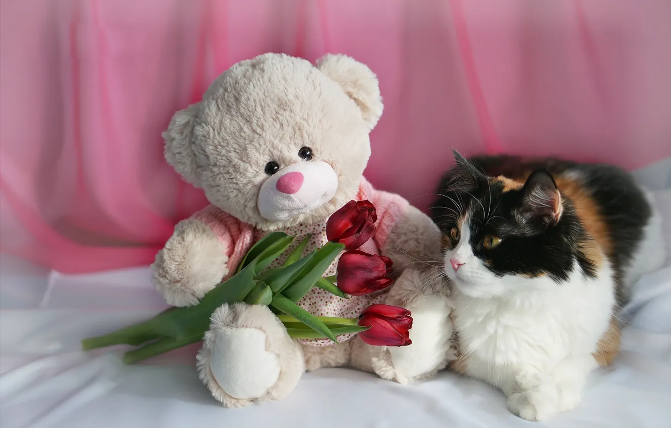 Photo wallpaper cat, flowers, toy, bear, tulips, March 8