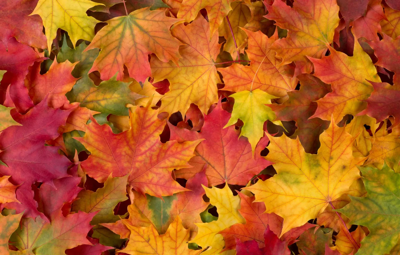 Photo wallpaper autumn, leaves, autumn leaves