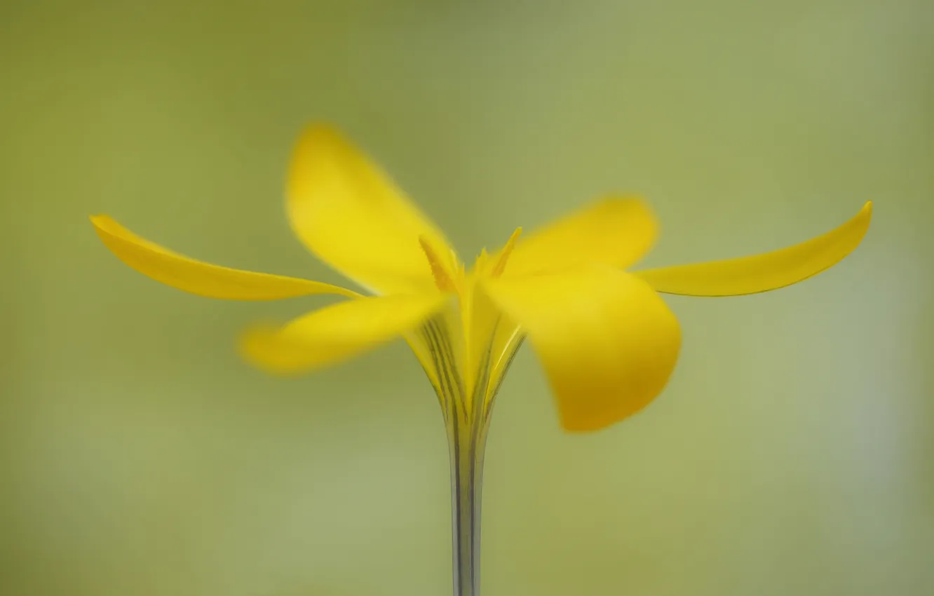 Photo wallpaper flowers, nature, petals, stamens