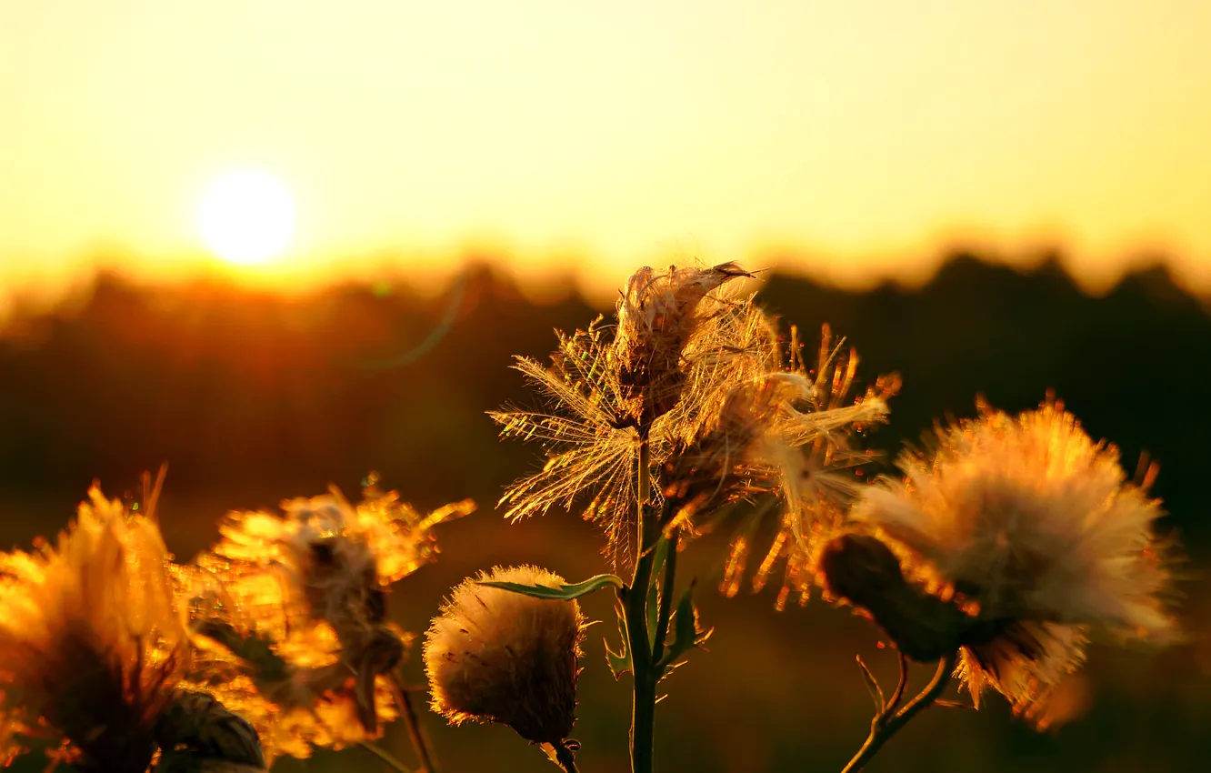 Photo wallpaper field, forest, the sky, the sun, flowers