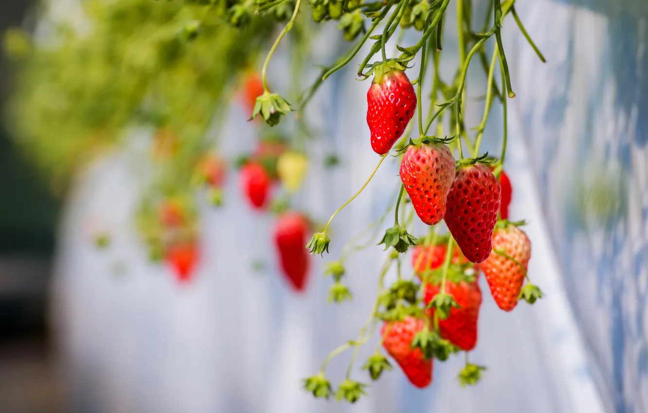 Photo wallpaper summer, nature, strawberry