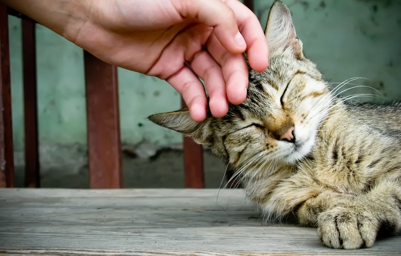 Photo wallpaper cat, Wallpaper, weasel