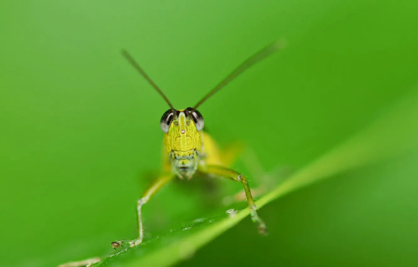 Photo wallpaper eyes, background, grasshopper, antennae