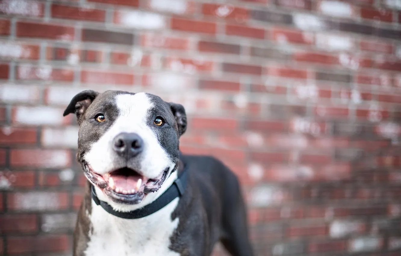 Photo wallpaper look, each, dog