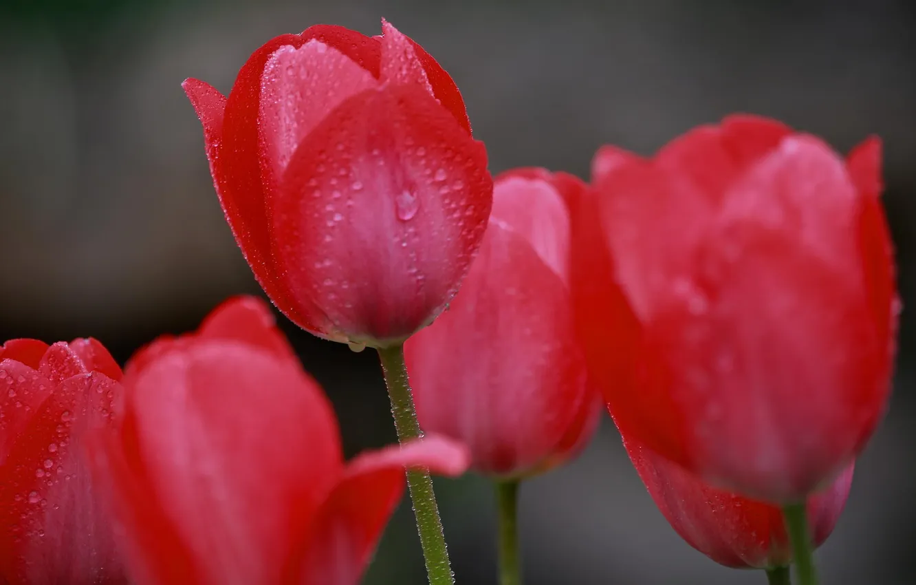 Photo wallpaper water, drops, flowers, Rosa, tulips, red
