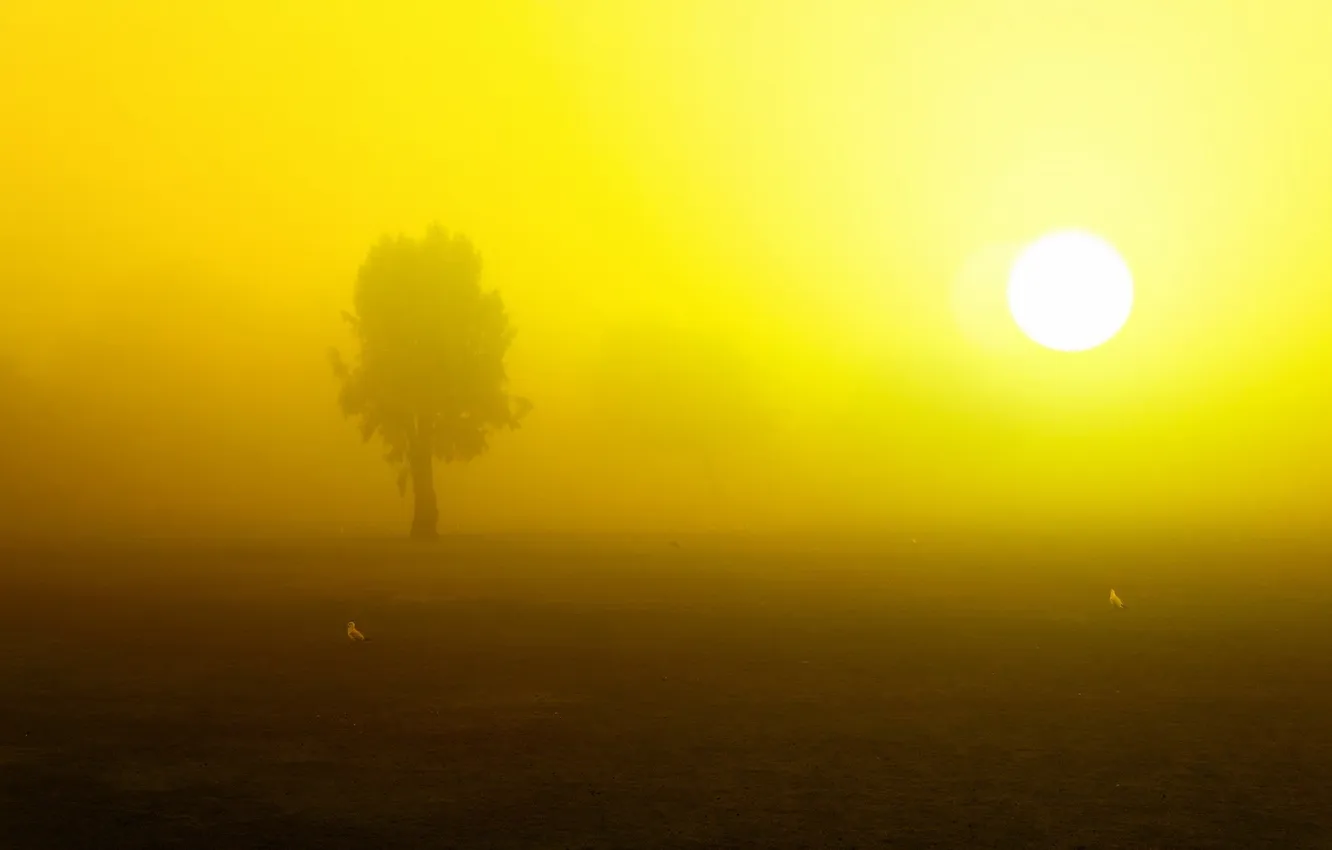 Photo wallpaper field, landscape, fog, bird, morning
