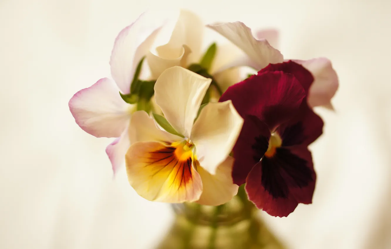 Photo wallpaper bouquet, vase, Pansy, viola