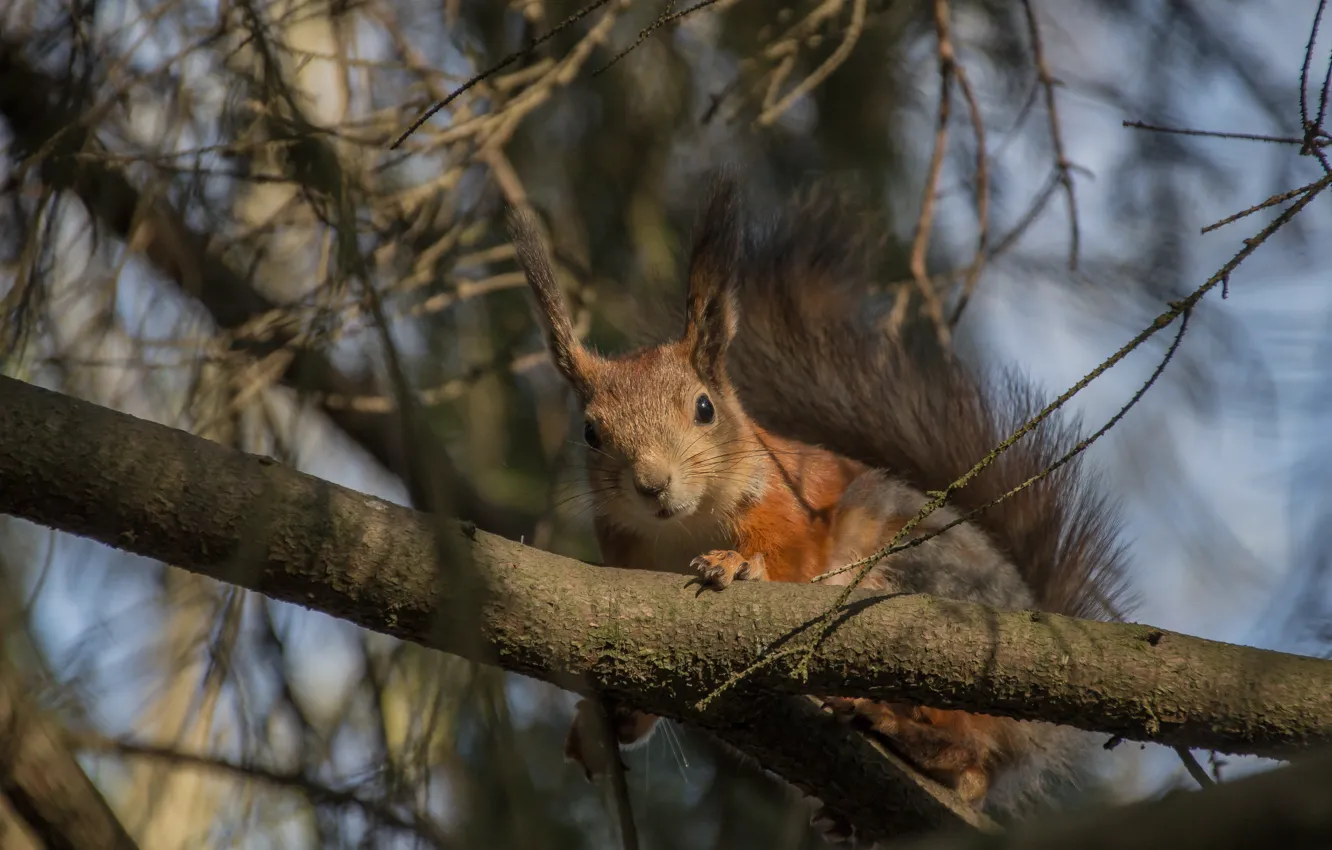 Photo wallpaper trees, protein, Gatchina