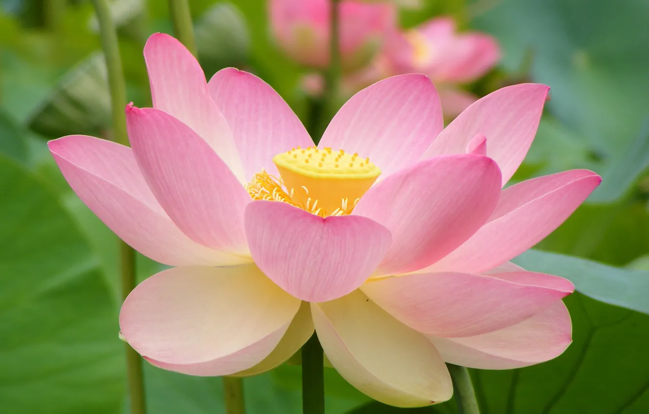 Photo wallpaper flowers, spider, The pictures, found