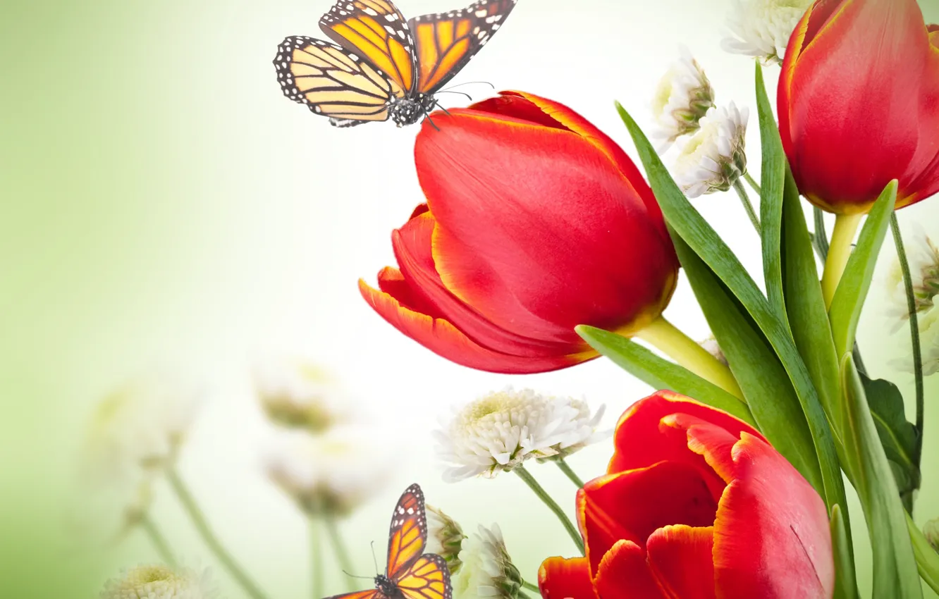 Photo wallpaper butterfly, flowers, chrysanthemum, red tulips